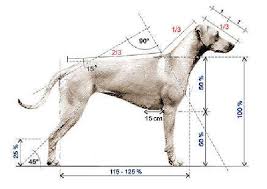 Afbeeldingsresultaat voor anatomie rhodesian ridgeback